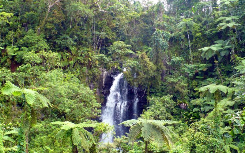 Viaje Taveuni Fiji 31