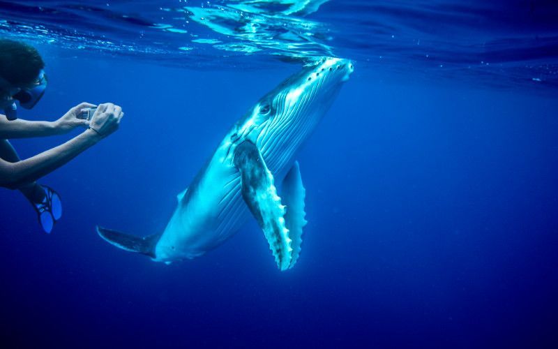 Buceo con ballenas en Tonga