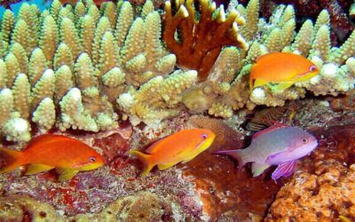 Paradise Taveuni