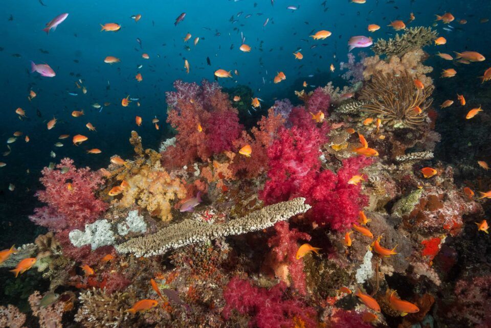 Buceo Rainbow reef (2)