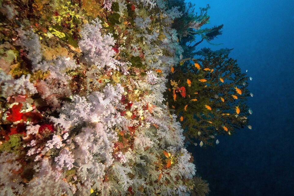 Buceo Rainbow reef (4)