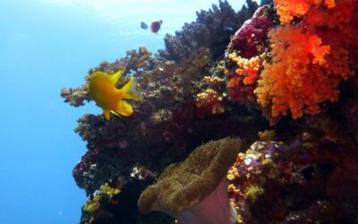 La leyenda de Cousteau
