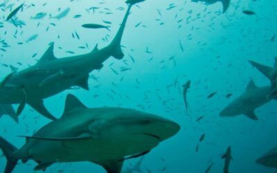 Bucear con tiburones en el Bistró de Beqa Lagoon