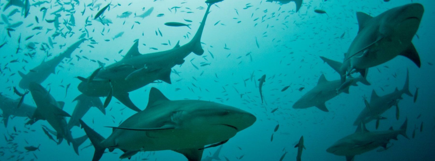 foto-buceo-beqa