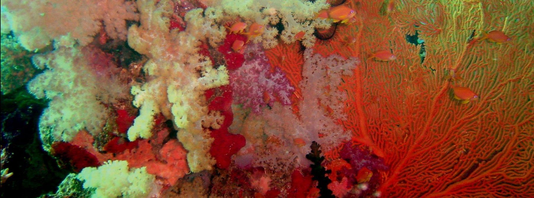 foto-buceo-blight