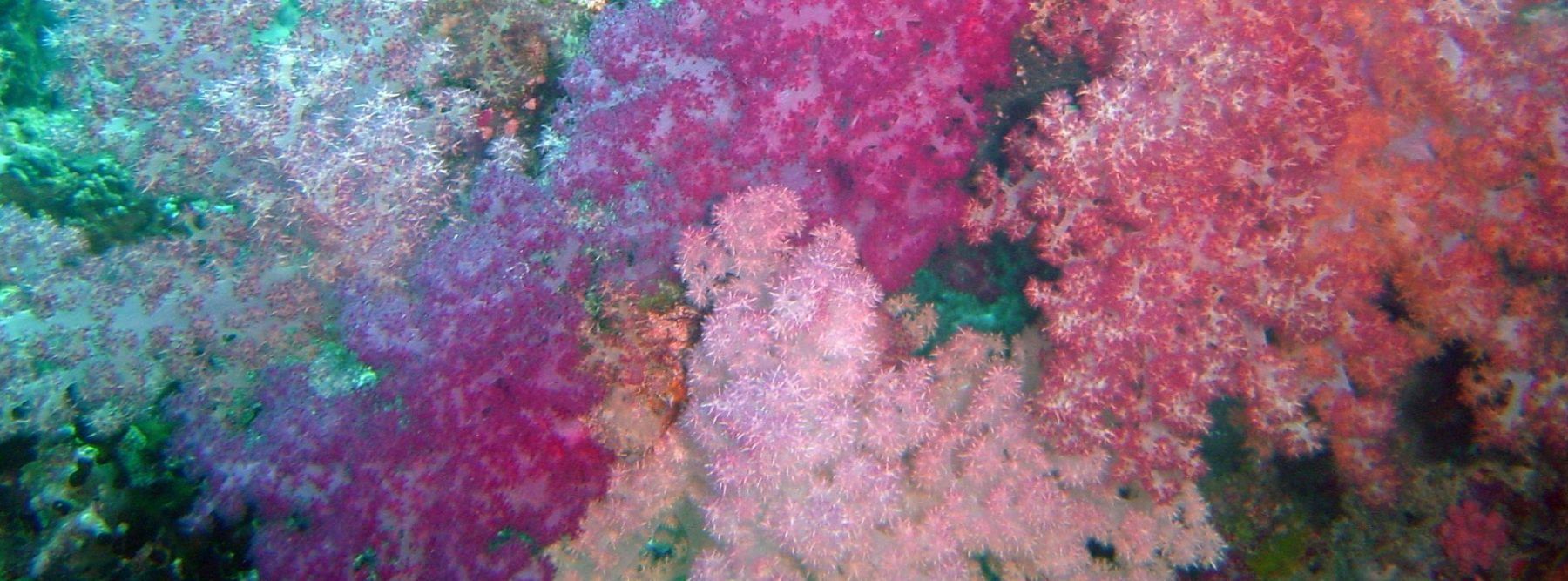 foto-buceo-namena