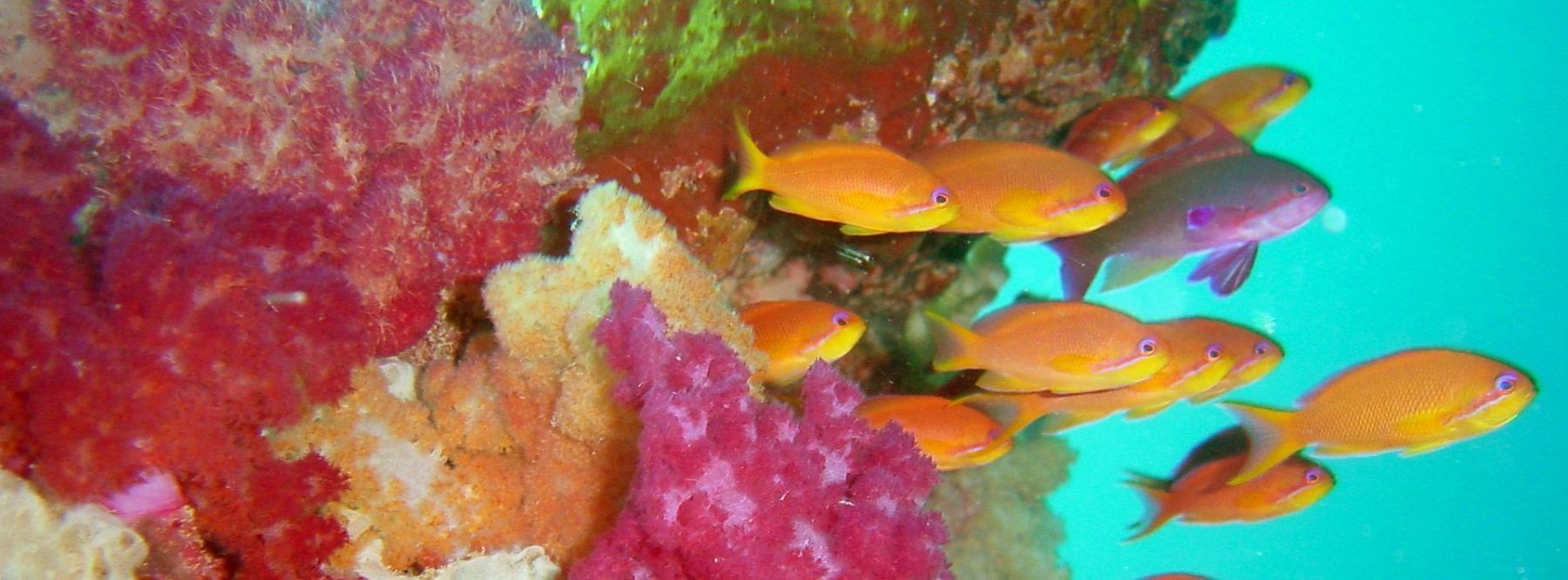 foto buceo rainbow